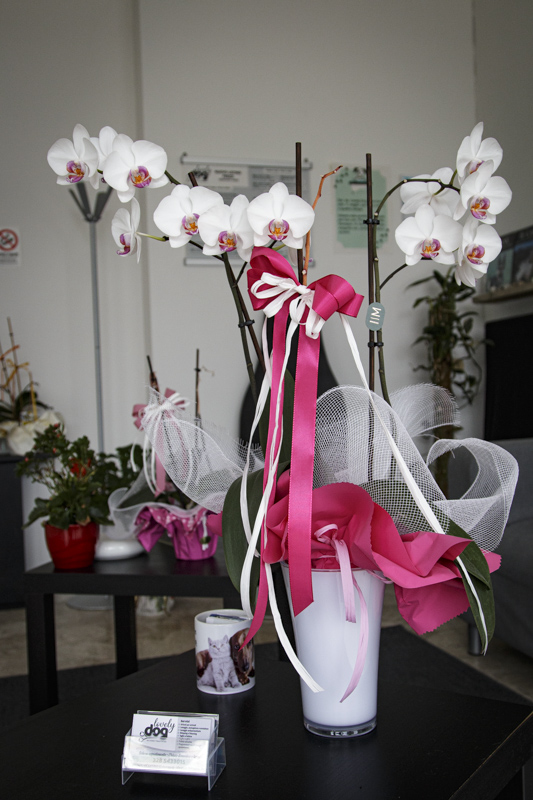 orchidea sala d’attesa_lovely_dog__1