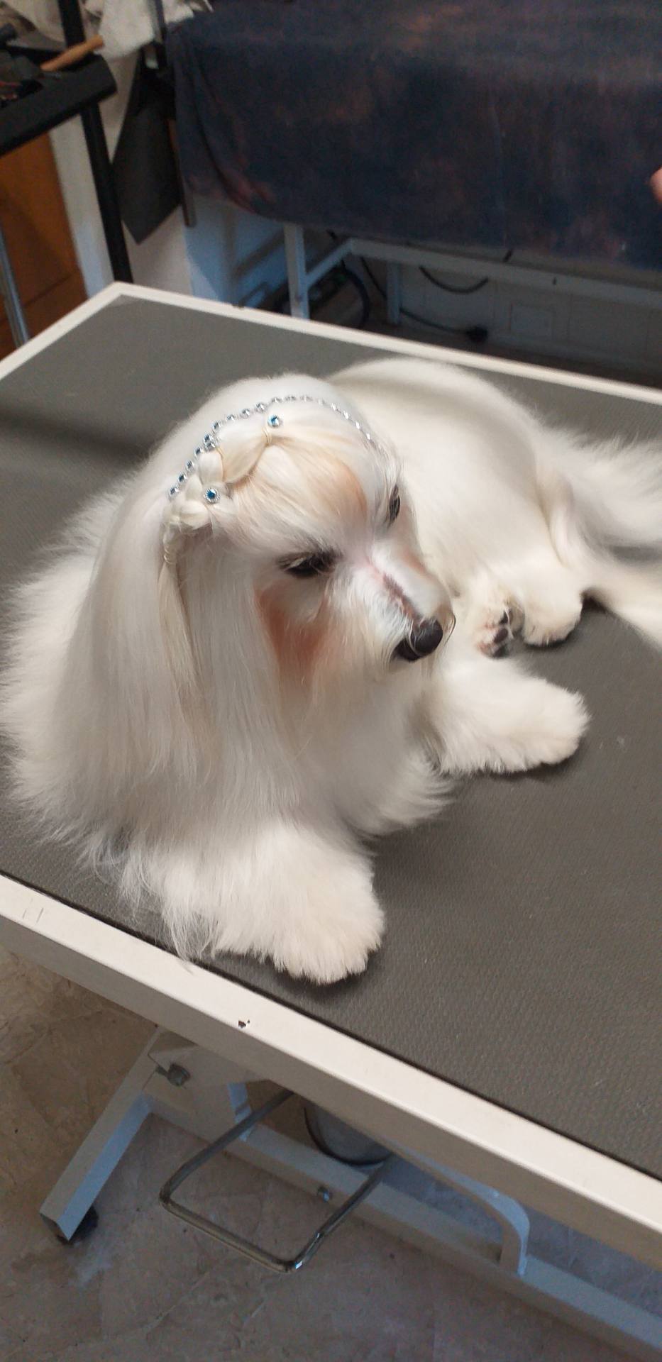 LOVELY DOG toelettatura; servizi